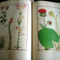 Book of Simple Medicines, XV century - Image 6
