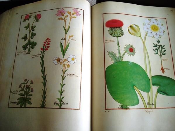Libro de los Medicamentos Simples, siglo XV