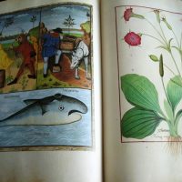 Book of Simple Medicines, XV century - Image 7