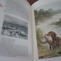 Hunting, hunting stories in Spain - Image 7