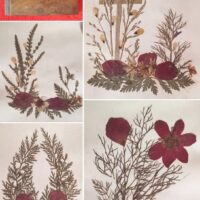 1917 Herbarium Flowers from the Holy Land, mini book