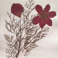 1917 Herbarium Flowers from the Holy Land, mini book - Image 5