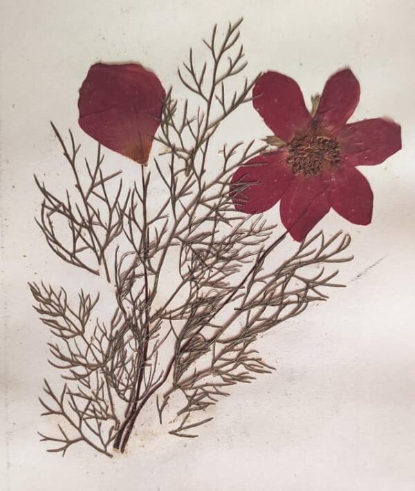 1917 Herbarium Flowers from the Holy Land, mini book - Image 5
