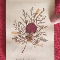 1917 Herbarium Flowers from the Holy Land, mini book - Image 6