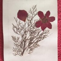 1917 Herbarium Flowers from the Holy Land, mini book - Image 7