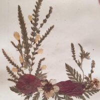 1917 Herbarium Flowers from the Holy Land, mini book - Image 10