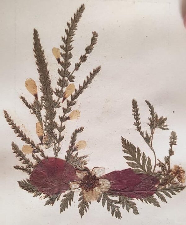 1917 Herbarium Flowers from the Holy Land, mini book - Image 10