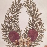1917 Herbarium Flowers from the Holy Land, mini book - Image 14
