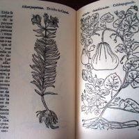 The Book of the Yervas, by Juan de Jarava, 1557 - Image 4