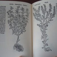 The Book of the Yervas, by Juan de Jarava, 1557 - Image 5