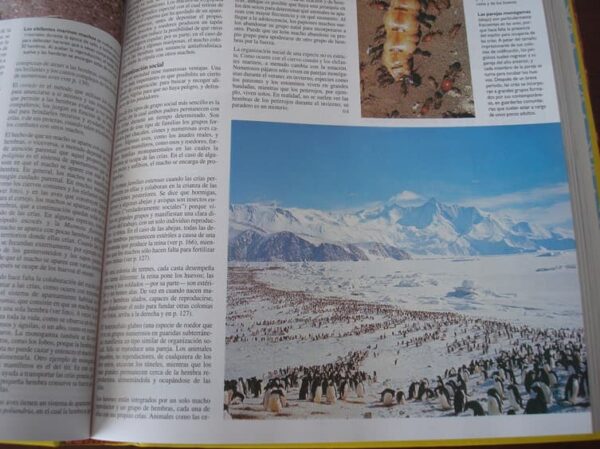 Enciclopedia temática Guinness. SUR, 1994 - Imagen 9