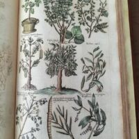 Historiae Naturalis de Arboribus et Fructicibus (2 volúmenes), de Johannes Jonstonus, 1662 (5*) - Imagen 4