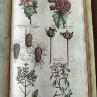 Historiae Naturalis de Arboribus et Fructicibus (2 volúmenes), de Johannes Jonstonus, 1662 (5*) - Imagen 5