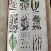 Historiae Naturalis de Arboribus et Fructicibus (2 volúmenes), de Johannes Jonstonus, 1662 (5*) - Imagen 7