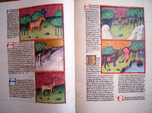 Codex C 67 Granatensis San Alberto Magno S Xv