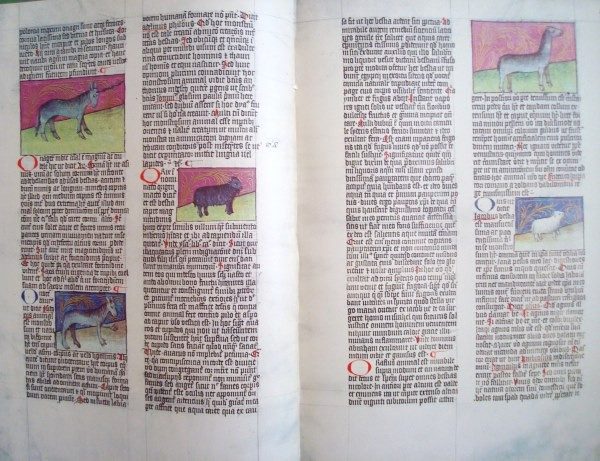 Codex C-67 Granatensis, de San Alberto Magno, s. XV