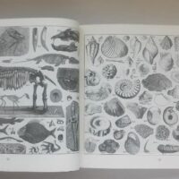 Iconographic encyclopedia. J.G. Heck. 2001. Luxury, unique and exclusive specimen - Image 6