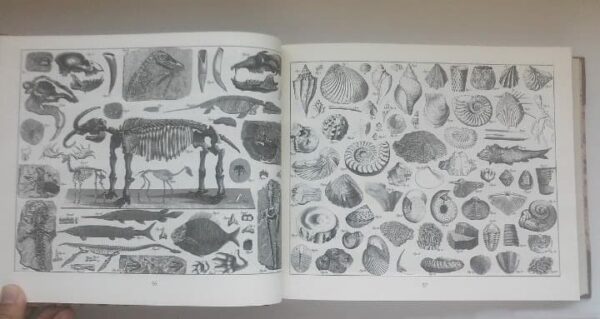 Enciclopedia iconográfica. J. G. Heck. 2001. Ejemplar de lujo, único y exclusivo - Imagen 6