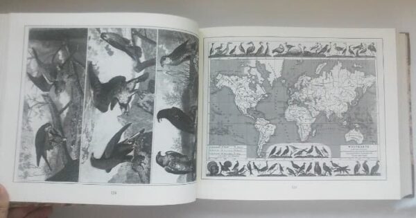 Enciclopedia iconográfica. J. G. Heck. 2001. Ejemplar de lujo, único y exclusivo - Imagen 10
