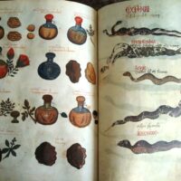 Vatican Dioscorides of Pope Alexander VII: Latin and Greco-Latin, 12th and 15th centuries - Image 10
