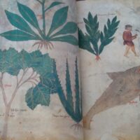 Vatican Dioscorides of Pope Alexander VII: Latin and Greco-Latin, 12th and 15th centuries - Image 16