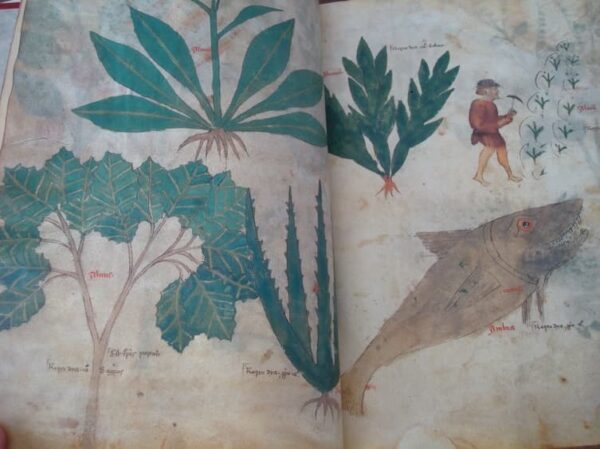 Dioscórides Vaticanos del Papa Alejandro VII: Latino y Greco-Latino, siglos XII y XV - Imagen 16