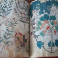 Vatican Dioscorides of Pope Alexander VII: Latin and Greco-Latin, 12th and 15th centuries - Image 18