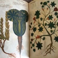 Vatican Dioscorides of Pope Alexander VII: Latin and Greco-Latin, 12th and 15th centuries - Image 6