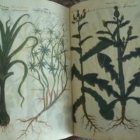 Vatican Dioscorides of Pope Alexander VII: Latin and Greco-Latin, 12th and 15th centuries - Image 7
