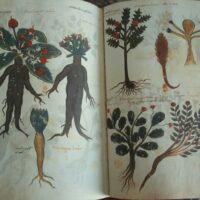 Vatican Dioscorides of Pope Alexander VII: Latin and Greco-Latin, 12th and 15th centuries - Image 8