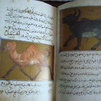 Libro de las utilidades de los animales, códice árabe, año 1354