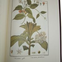 Flora Peruviana et Chilensis, 1798-1802 (Dutch edition) - Image 3