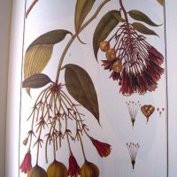 Flora Peruviana et Chilensis, 1798-1802 (Dutch edition) - Image 4