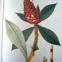 Flora Peruviana et Chilensis, 1798-1802 (Dutch edition) - Image 6