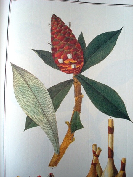 Flora Peruviana et Chilensis, ed. holandesa, 1798-1802