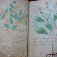 Voynich manuscript, s. XV (5*+)
