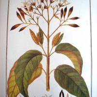 Flora Peruviana et Chilensis, ed. lujo, 1798-1802
