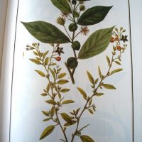 Flora Peruviana et Chilensis, ed. lujo, 1798-1802