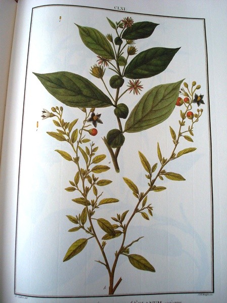 Flora Peruviana et Chilensis, ed. lujo, 1798-1802