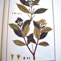 Flora Peruviana et Chilensis, ed. lujo, 1798-1802