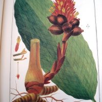 Flora Peruviana et Chilensis, ed. lujo, 1798-1802