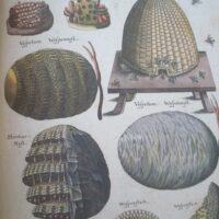 Historiae Naturalis de Insectis, by Johannes Jonstonus, 1653 (5 *) - Image 3