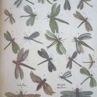 Historiae Naturalis de Insectis, by Johannes Jonstonus, 1653 (5 *) - Image 4