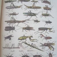 Historiae Naturalis de Insectis, by Johannes Jonstonus, 1653 (5 *) - Image 5