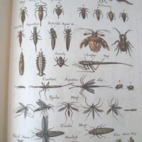 Historiae Naturalis de Insectis, by Johannes Jonstonus, 1653 (5 *) - Image 6