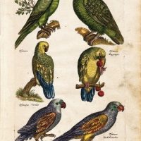 History Naturalis, by Johannes Jonstonus, s. XVII