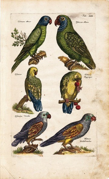 Historia Naturalis, de Johannes Jonstonus, s. XVII