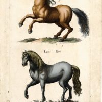 History Naturalis, by Johannes Jonstonus, s. XVII