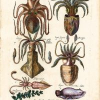 History Naturalis, by Johannes Jonstonus, s. XVII