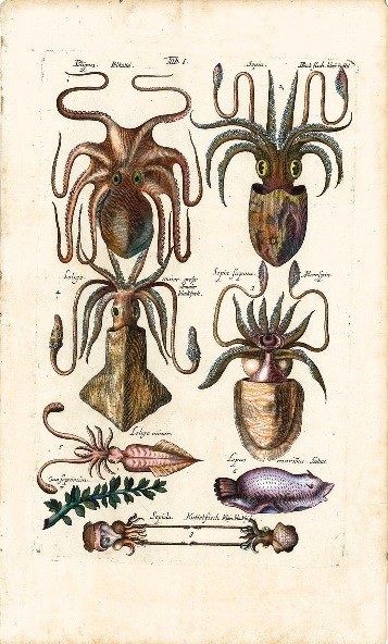 History Naturalis, by Johannes Jonstonus, s. XVII